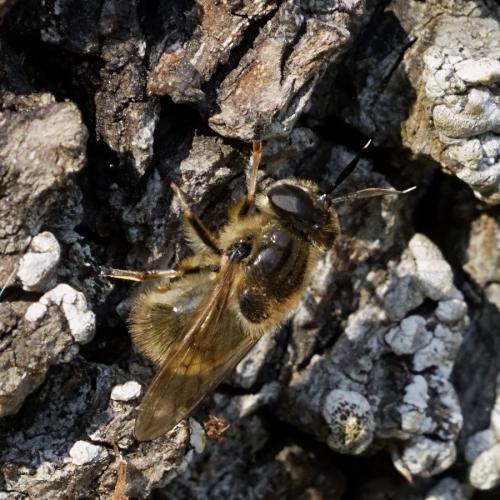 Callicera fagesii